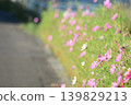 A levee with cosmos flowers 139829213