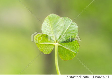 Four-leaf clover macro clover good luck nature green botanical background blur close-up Four-leaf clover macro clover good luck nature green botanical background blur close-up 139829261