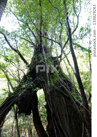 Jomon Cedar Trekking, Yakushima Island Jomon Cedar Trekking, Yakushima Island 139829263