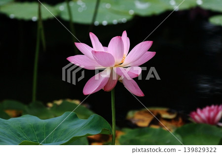 盛開的蓮花 盛開的蓮花 139829322