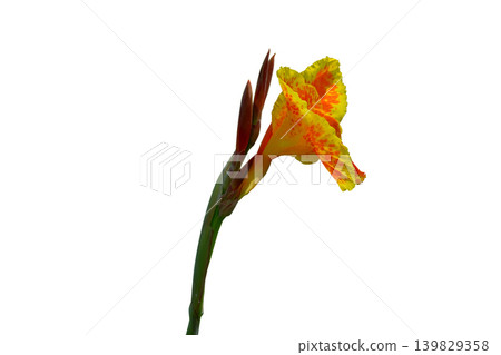 Orange canna flower beautiful Orange canna flower beautiful 139829358