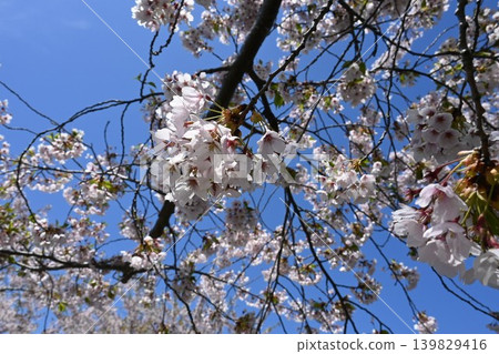 Cherry blossoms in full bloom shining in the blue sky Cherry blossoms in full bloom shining in the blue sky 139829416