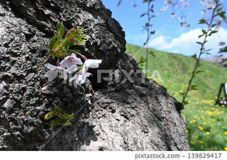 Plants growing among rocks 139829417