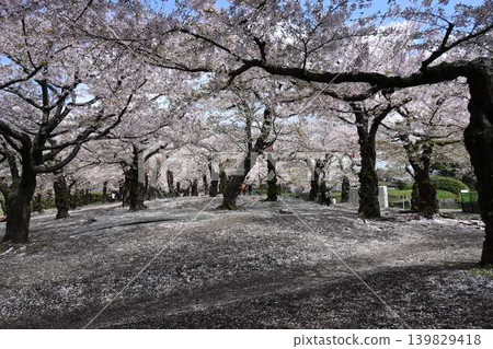 A park where cherry blossom petals dance A park where cherry blossom petals dance 139829418
