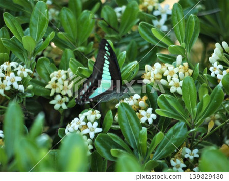 A swallowtail butterfly feeding on the nectar of the white flowers of the Pittosporum tobira plant. A swallowtail butterfly feeding on the nectar of the white flowers of the Pittosporum tobira plant. 139829480