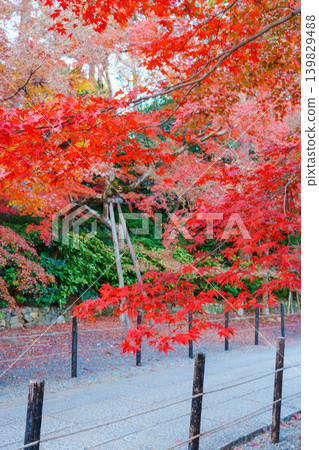Maple-lined path surrounded by autumn leaves Maple-lined path surrounded by autumn leaves 139829488
