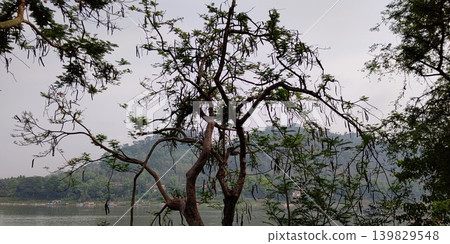 瑯勃拉邦(寮國)生長的鳳凰木 瑯勃拉邦(寮國)生長的鳳凰木 139829548