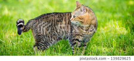 Cat walking in the grass and looking back 139829625