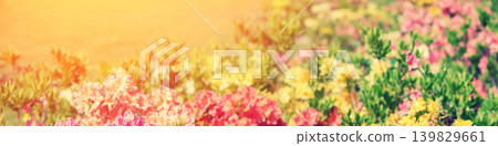Vintage colorful rhododendron flowers in the garden Vintage colorful rhododendron flowers in the garden 139829661