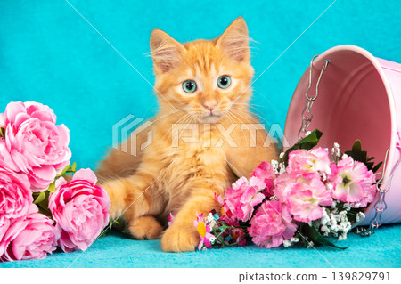 A small ginger kitten sits in flowers on a blue background A small ginger kitten sits in flowers on a blue background 139829791