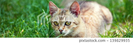 Cat relaxing on the grass Cat relaxing on the grass 139829935