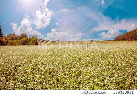 Buckwheat field against the blue sky. Rural landscape. Farmland in the summer. Nature in the countryside Buckwheat field against the blue sky. Rural landscape. Farmland in the summer. Nature in the countryside 139829951