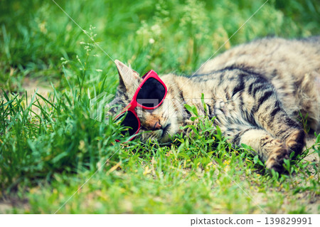 Portrait of a cat wearing sunglasses, lying on the grass Portrait of a cat wearing sunglasses, lying on the grass 139829991