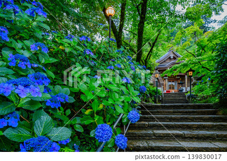 Hydrangeas blooming in the early morning after the rain, and the light of lanterns at Takahata Fudoson Temple (Kongoji Temple, Hino City) Hydrangeas blooming in the early morning after the rain, and the light of lanterns at Takahata Fudoson Temple (Kongoji Temple, Hino City) 139830017