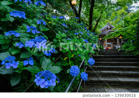 Hydrangeas blooming in the early morning after the rain, and the light of lanterns at Takahata Fudoson Temple (Kongoji Temple, Hino City) Hydrangeas blooming in the early morning after the rain, and the light of lanterns at Takahata Fudoson Temple (Kongoji Temple, Hino City) 139830018