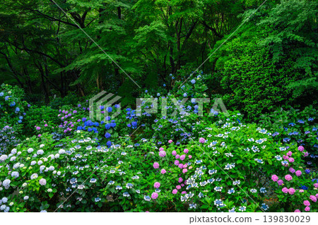 Colorful hydrangeas bloom profusely in the grounds of Takahata Fudo-son Temple, creating a vibrant early summer scene after the rain. 139830029