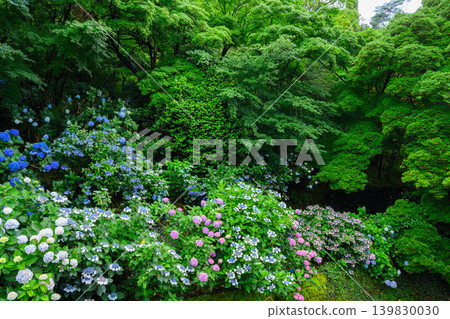 Colorful hydrangeas bloom profusely in the grounds of Takahata Fudo-son Temple, creating a vibrant early summer scene after the rain. Colorful hydrangeas bloom profusely in the grounds of Takahata Fudo-son Temple, creating a vibrant early summer scene after the rain. 139830030