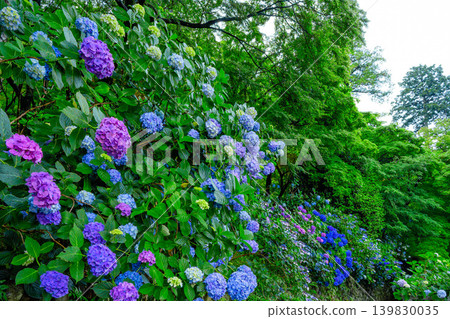 Colorful hydrangeas bloom profusely in the grounds of Takahata Fudo-son Temple, creating a vibrant early summer scene after the rain. Colorful hydrangeas bloom profusely in the grounds of Takahata Fudo-son Temple, creating a vibrant early summer scene after the rain. 139830035