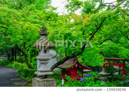 高畑不動尊寺:大士堂鬱鬱蔥蔥的綠植、稻荷神社的紅色屋頂,以及初夏時節繡球花盛開的寺廟景色。 高畑不動尊寺:大士堂鬱鬱蔥蔥的綠植、稻荷神社的紅色屋頂,以及初夏時節繡球花盛開的寺廟景色。 139830036