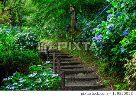 Colorful hydrangeas bloom profusely in the grounds of Takahata Fudo-son Temple, creating a vibrant early summer scene after the rain. Colorful hydrangeas bloom profusely in the grounds of Takahata Fudo-son Temple, creating a vibrant early summer scene after the rain. 139830038