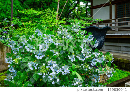繡球花盛開,以高畑不動尊寺為背景,營造出寧靜祥和的景象,前景略顯虛化。 繡球花盛開,以高畑不動尊寺為背景,營造出寧靜祥和的景象,前景略顯虛化。 139830041