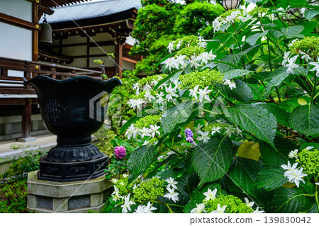 繡球花盛開,以高畑不動尊寺為背景,營造出寧靜祥和的景象,前景略顯虛化。 繡球花盛開,以高畑不動尊寺為背景,營造出寧靜祥和的景象,前景略顯虛化。 139830042