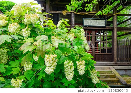 繡球花盛開,以高畑不動尊寺為背景,營造出寧靜祥和的景象,前景略顯虛化。 繡球花盛開,以高畑不動尊寺為背景,營造出寧靜祥和的景象,前景略顯虛化。 139830043