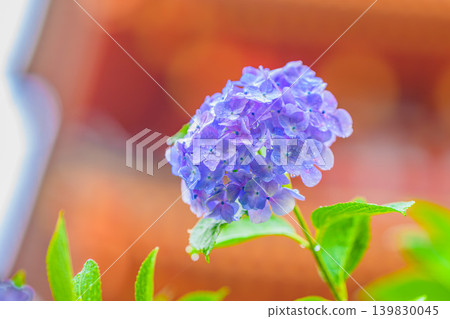 A close-up of hydrangeas blooming against the backdrop of the vermilion five-story pagoda of Takahata Fudo-son Temple, capturing the tranquil atmosphere after the rain. 139830045