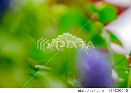 A close-up of hydrangeas blooming against the backdrop of the vermilion five-story pagoda of Takahata Fudo-son Temple, capturing the tranquil atmosphere after the rain. A close-up of hydrangeas blooming against the backdrop of the vermilion five-story pagoda of Takahata Fudo-son Temple, capturing the tranquil atmosphere after the rain. 139830046
