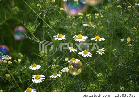 Soap bubbles floating in a flower field Soap bubbles floating in a flower field 139830053