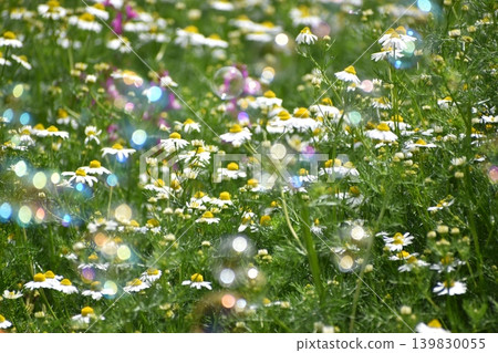 Soap bubbles floating in a flower field 139830055