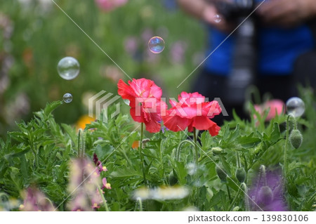 花田裡漂浮著肥皂泡 花田裡漂浮著肥皂泡 139830106