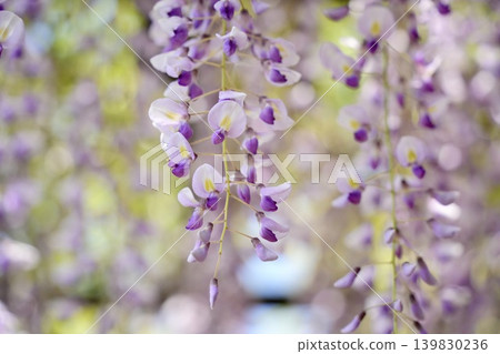 紫藤花的景觀 紫藤花的景觀 139830236