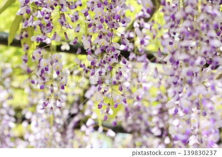 A landscape with wisteria's flowers A landscape with wisteria's flowers 139830237