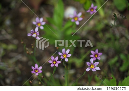 小巧精緻的紫色野花－五月，稻木497，藍眼草（Sisyrinchium angustifolium），鳶尾科，平尾 139830275