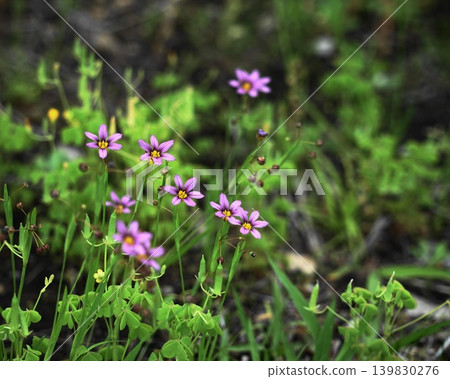 Small, delicate purple wildflowers - May, Inagi 498, Blue-eyed grass (Sisyrinchium angustifolium), Iridaceae family, Hirao Small, delicate purple wildflowers - May, Inagi 498, Blue-eyed grass (Sisyrinchium angustifolium), Iridaceae family, Hirao 139830276