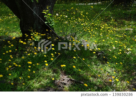 黃色簇生花朵,五月,稻木508,根狀假菊(菊科),平尾 黃色簇生花朵,五月,稻木508,根狀假菊(菊科),平尾 139830286