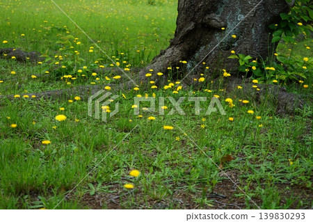 一片長滿簇簇黃色小花的田野,形狀像蒲公英。五月,稻木 515。 Hypochaeris radicata(菊科),Hirao。 一片長滿簇簇黃色小花的田野,形狀像蒲公英。五月,稻木 515。 Hypochaeris radicata(菊科),Hirao。 139830293