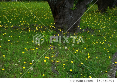 A field with clusters of yellow flowers resembling dandelions. May, Inagi 516. Hypochaeris radicata (Asteraceae family), Hirao. A field with clusters of yellow flowers resembling dandelions. May, Inagi 516. Hypochaeris radicata (Asteraceae family), Hirao. 139830294