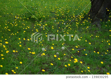 A field with clusters of yellow flowers resembling dandelions. May, Inagi 517. Hypochaeris radicata (Asteraceae family), Hirao. A field with clusters of yellow flowers resembling dandelions. May, Inagi 517. Hypochaeris radicata (Asteraceae family), Hirao. 139830295
