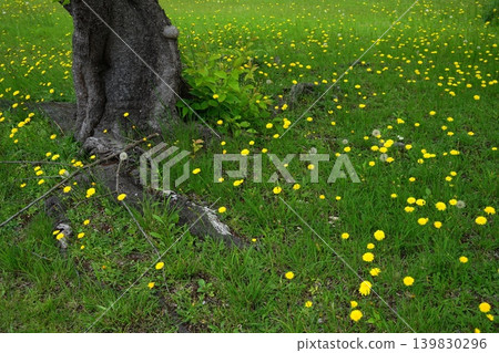 一片田野裡開滿了簇狀似蒲公英的黃色小花。五月,稻木 518。 Hypochaeris radicata(菊科),Hirao。 一片田野裡開滿了簇狀似蒲公英的黃色小花。五月,稻木 518。 Hypochaeris radicata(菊科),Hirao。 139830296