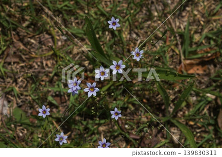 小巧精緻的紫色野花－五月，稻木533，藍眼草（Sisyrinchium angustifolium），鳶尾科，平尾 139830311