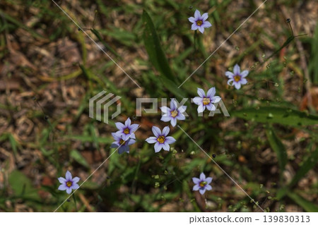 小巧精緻的紫色野花－五月，稻木535，藍眼草（Sisyrinchium angustifolium），鳶尾科，平尾 139830313