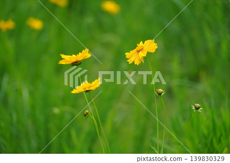 黃色花朵在田野中盛開,五月,Inagi 551,金雞菊,菊科,平尾 黃色花朵在田野中盛開,五月,Inagi 551,金雞菊,菊科,平尾 139830329
