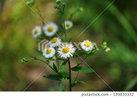 飛蓬白花,五月,Inagi 554,飛蓬,菊科,平尾 飛蓬白花,五月,Inagi 554,飛蓬,菊科,平尾 139830332
