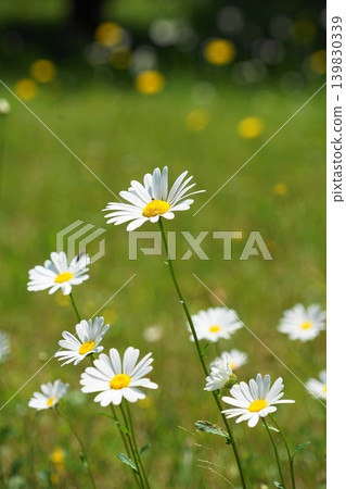 French daisies blooming in the spring fields, May, Inagi 561 French daisy, Asteraceae family, Hirao 139830339