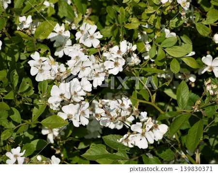 White flower of Neubara White flower of Neubara 139830371