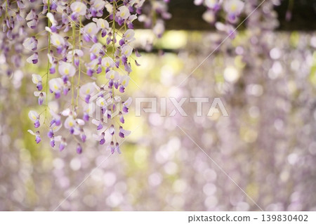 A beautiful landscape with wisteria flowers A beautiful landscape with wisteria flowers 139830402