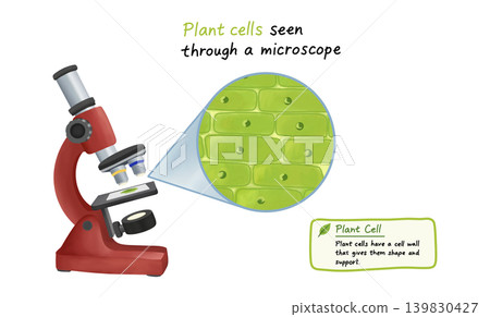 Educational infographic showing plant cells seen through a microscope. Detailed illustration features a red microscope and a magnified view of green cells highlighting cell walls and structure 139830427