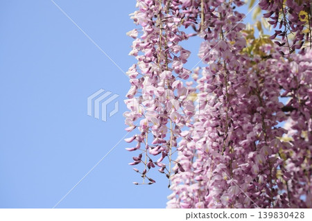 Wisteria flowers shining in the blue sky Wisteria flowers shining in the blue sky 139830428